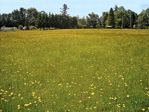 field of grass and catsear, near Sultan Cemetery, Sultan, Snohomish County, Washington
