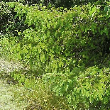 Douglas-fir Pseudotsuga menziesii foliage near Sultan Cemetery, Sultan, Snohomish County, Washington