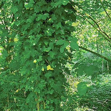 invasive ivy on tree near Sultan Cemetery, Sultan, Snohomish County, Washington