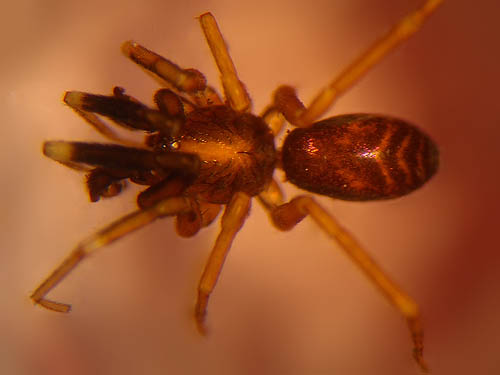 ant mimic spider Phrurotimpus borealis from near Sultan Cemetery, Sultan, Snohomish County, Washington