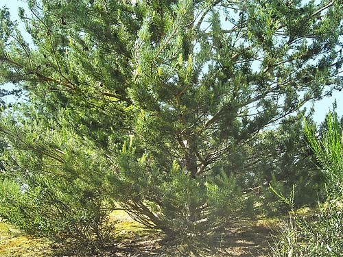 lodgepole pine tree Pinus contorta on stony slope near Sultan Cemetery, Sultan, Snohomish County, Washington