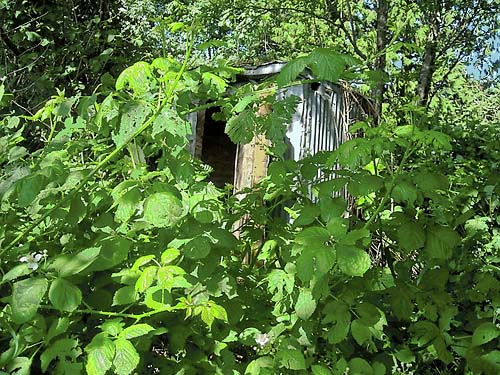 shed buried in blackberry thicket near Sultan Cemetery, Sultan, Snohomish County, Washington