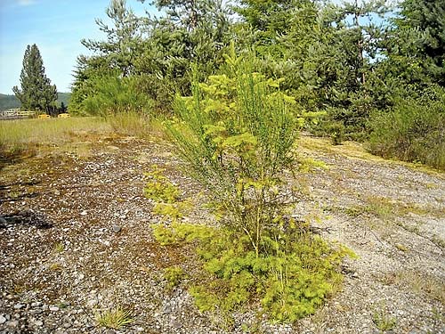 stony slope habitat near Sultan Cemetery, Sultan, Snohomish County, Washington
