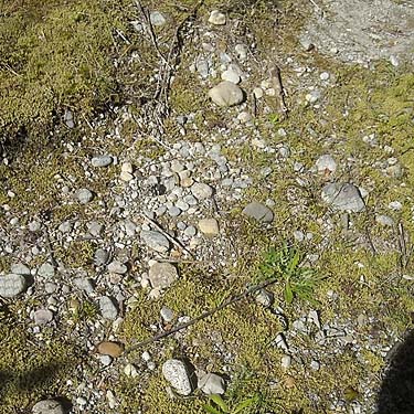 stony ground near Sultan Cemetery, Sultan, Snohomish County, Washington