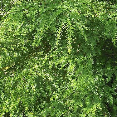 western hemlock Tsuga heterophylla foliage on stony slope near Sultan Cemetery, Sultan, Snohomish County, Washington
