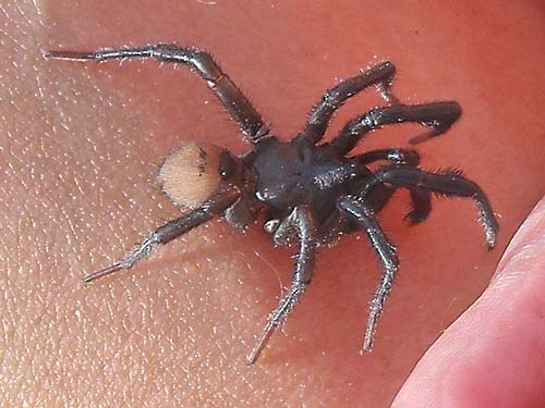 male folding-door spider Antrodiaetus occultus on Shannon's hand, Sun Top (mountain), Pierce County, Washington