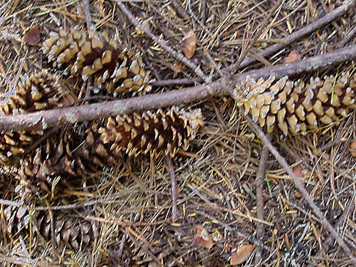 cones of white pine Pinus monticola, Sun Top (mountain), Pierce County, Washington