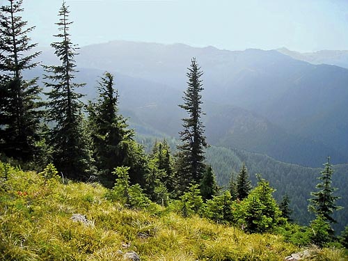 subalpine firs and hazy air on Sun Top (mountain), Pierce County, Washington