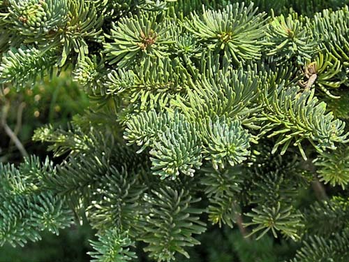 foliage of subalpine fir Abies lasiocarpa, Sun Top (mountain), Pierce County, Washington