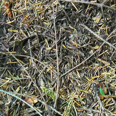 fir needle litter in subalpine forest, Sun Top (mountain), Pierce County, Washington