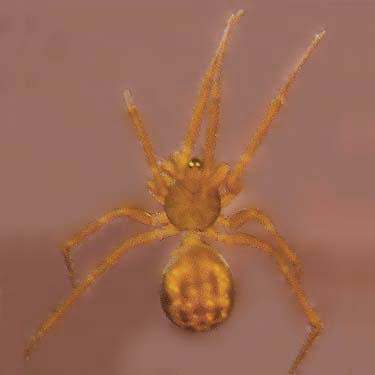 linyphiid microspider Lepthyphantes mercedes, Sun Top (mountain), Pierce County, Washington