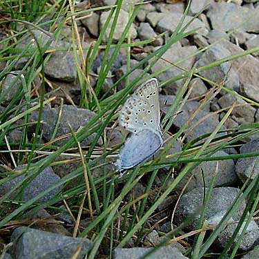 mating lycaenid butterflies Plebejus anna, Sun Top (mountain), Pierce County, Washington