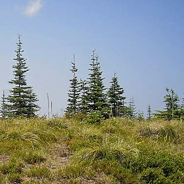 subalpine parkland on summit, Sun Top (mountain), Pierce County, Washington