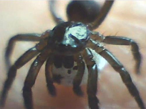video capture of diplurid spider Microhexura idahoana carrying egg sac, Sun Top (mountain), Pierce County, Washington