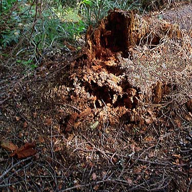 stump and dead wood, Sun Top (mountain), Pierce County, Washington
