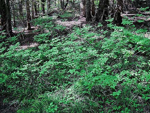 subalpine forest understory, Sun Top (mountain), Pierce County, Washington