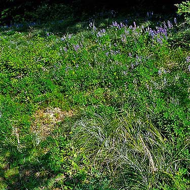 roadside verge meadow, Sun Top (mountain), Pierce County, Washington