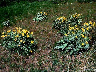 Balsamorhiza plants, Swauk Prairie, Kittitas County, Washington