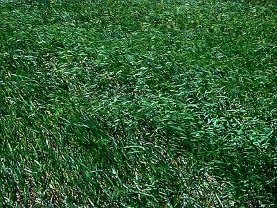 grass in wind, Swauk Prairie, Kittitas County, Washington
