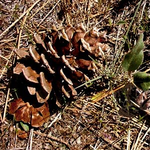 cone of Pinus ponderosa, Swauk Prairie, Kittitas County, Washington