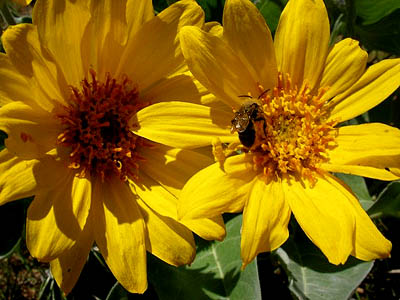 bee on Balsamorhiza flower, Swauk Prairie, Kittitas County, Washington