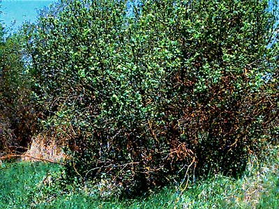 thicket of black hawthorn Crateagus douglasii, Swauk Prairie, Kittitas County, Washington