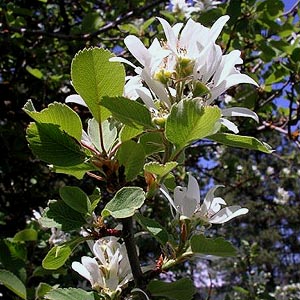 flowering western serviceberry Amelanchier alnifolia, Swauk Prairie, Kittitas County, Washington