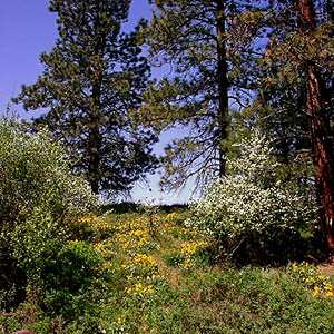 ponderosa pine, shrubs and balsamroot, Swauk Prairie, Kittitas County, Washington