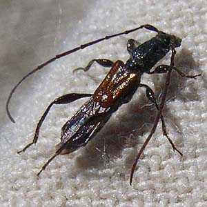 wasp mimic longhorned Cerambycidae beetle Necydalis laevicollis, Swauk Prairie, Kittitas County, Washington