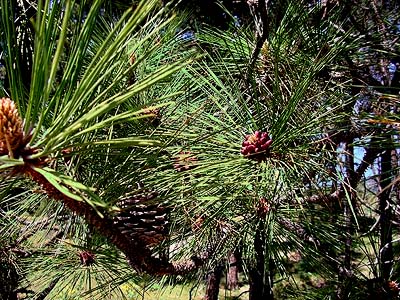 Pinus ponderosa foliage, Swauk Prairie, Kittitas County, Washington