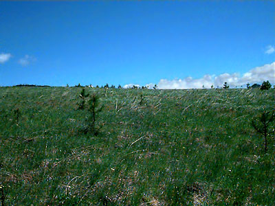 degraded grassland, Swauk Prairie, Kittitas County, Washington