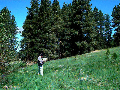 Laurel Ramseyer and ponderosa pine grove, Swauk Prairie, Kittitas County, Washington