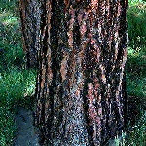 Pinus ponderosa trunk, Swauk Prairie, Kittitas County, Washington