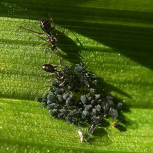 ants tending aphids on Veratrum, Table Mountain, Kittitas County, Washington