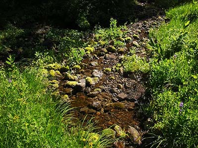 small stream and riparian meadow, Table Mountain, Kittitas County, Washington