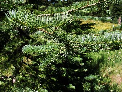 foliage of subalpine fir Abies lasiocarpa, Table Mountain, Kittitas County, Washington