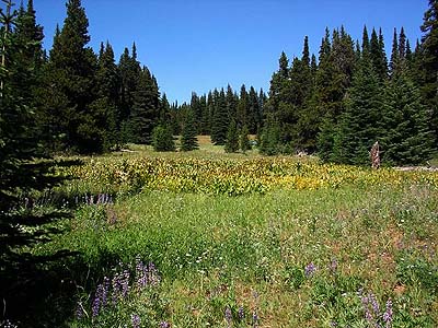 lower part of mountain meadow, Table Mountain, Kittitas County, Washington