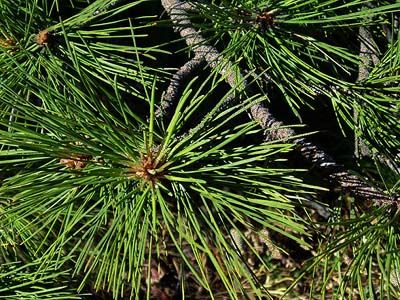 Pinus ponderosa, Table Mountain, Kittitas County, Washington