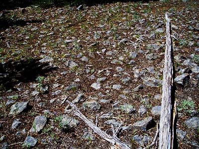 rocky stony ground near mountain meadow, Table Mountain, Kittitas County, Washington