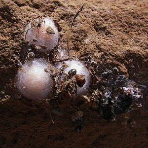 egg sacs of Steatoda albomaculata, Table Mountain, Kittitas County, Washington