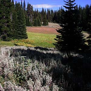 ecotone of sagebrush and riparian meadow, Table Mountain, Kittitas County, Washington