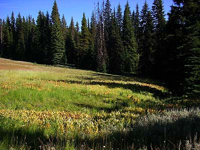 ecotone of sagebrush and riparian meadow, Table Mountain, Kittitas County, Washington