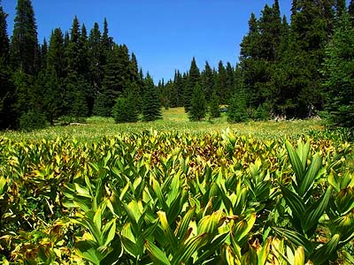 Veratrum californicum stand in mountain meadow, Table Mountain, Kittitas County, Washington