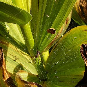 web of Pityohyphantes minidoka spider on Veratrrum, Table Mountain, Kittitas County, Washington