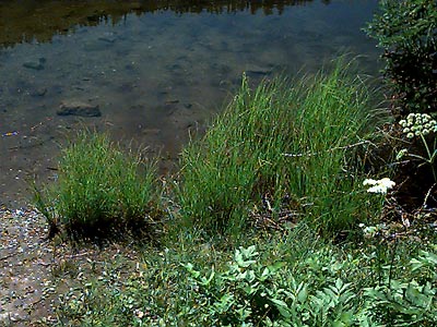 shore vegetation of Taneum Lake, Quartz Mountain Road, Kittitas County, Washington