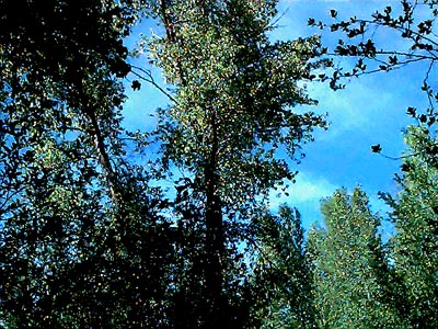 cottonwood Populus trichocarpa tree canopy, Teanaway River at Red Bridge Road, Kittitas County, Washington