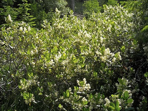 blooming Ceanothus velutinus, Thunder Lake, Yakima County, Washington
