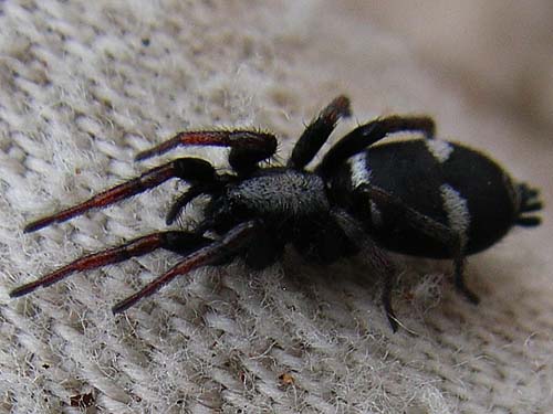 gnaphosid spider Poecilochroa (Sergiolus) columbiana from pine cone, Thunder Lake, Yakima County, Washington