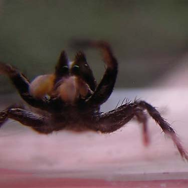 male jumping spider Habronattus sansoni, Thunder Lake, Yakima County, Washington