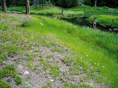 edge habitats around pond, Thunder Lake, Yakima County, Washington